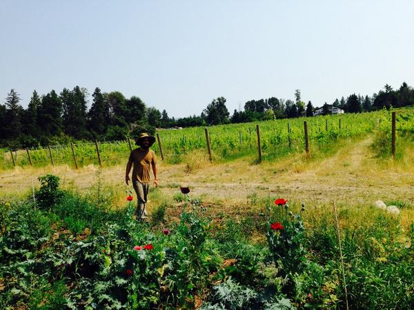 MBigattini's tweet photo. @summerhillwine #biodynamic #biodiversity vineyard tour with Gabe Cipes learned so much today. http://t.co/L2SycX4xfR