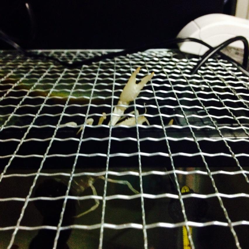 すなお 教えていただいて水槽のガラス蓋 を100均のバーベキュー網に替えてるんですけど 通気のお陰で水温上がりにくいし 穴からチューブ類通せるし 毎日の足し水がフタ開けないでできるし ザリガニはゾンビみたいな手の出し方するし ほんと便利です