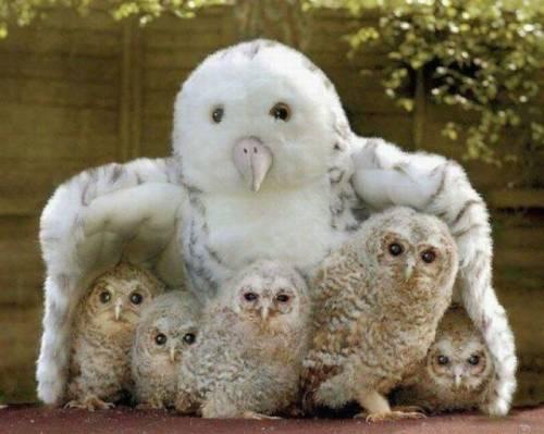 思わずほっこり 動物画像 Hokkori Doubutu Twitter 思わずほっこり 動物画像 Hokkori Doubutu Twitter