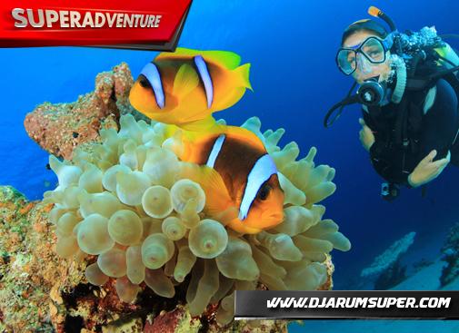 djarumsuper's tweet photo. Banggalah ketika lo terlahir Indonesia, di sini alam bawah lautnya bahkan terkaya di dunia. - Super Adventure http://t.co/AiliNhxyxz