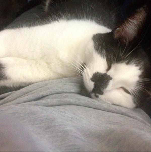 ShortyandKodi's tweet image. Time for bed but Kodi's too comfortable to move. #catworldproblems.
Night ShoKo peeps.