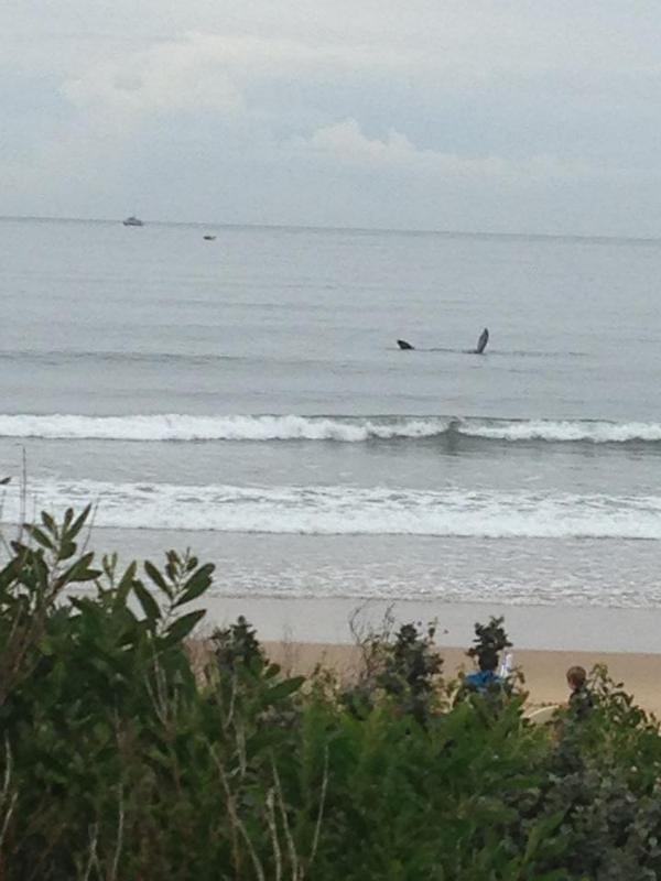 OceanBeachSLSC's tweet photo. We always have a whale of a time at OB! http://t.co/ulZOzuwKwe