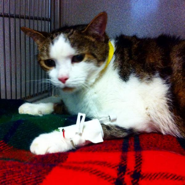 fernandostrohmo's tweet photo. Good vibes to Carl, who is spending a couple nights in the icu for inhaling his own vomit. #savecarl #grumpycat #jerk http://t.co/waXKIqIrAk