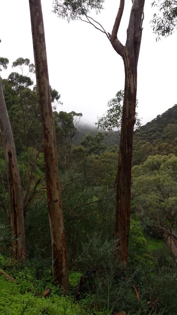 OrchidNotes's tweet photo. In the clouds. http://t.co/QHtN2g2Yt5