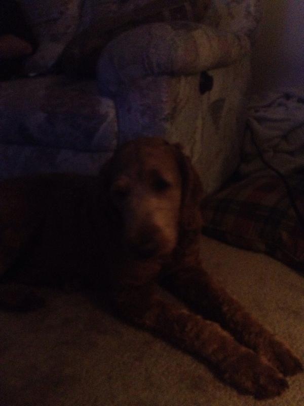 GoldenMiadoodle's tweet photo. @GoldenMiadoodle: In heat and cramping like crazy. Need some dog treats or a back rub #BoysDontUnderstand http://t.co/E482vn9lSL