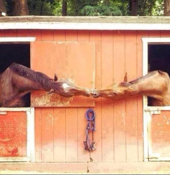 UncrediblySpicy's tweet photo. Stable relationship http://t.co/b49Hnn76TF