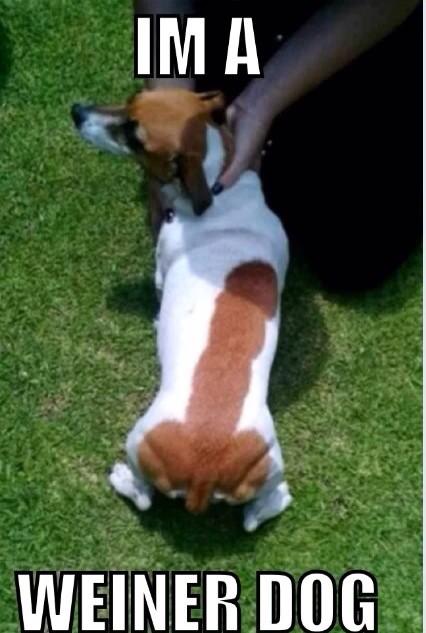 UncrediblySpicy's tweet photo. Wiener dog! http://t.co/2lKqGPuf5k