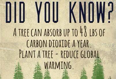 ShaunFrankson's tweet photo. Did you know? A tree can absorb up to 48 lbs of carbon dioxide a year. Please  retweet to inspire more tree planting. http://t.co/qz6aDMkcdR