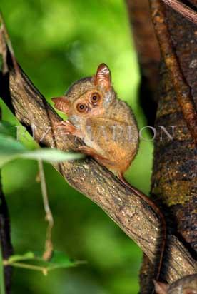 Ci Luk Ba....Tarsius / Tarsius spectrum @ CA Tangkoko, Sulawesi Utara, Indonesia