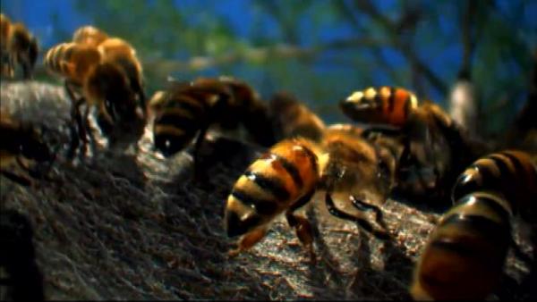 T13's tweet photo. #Reporteros: El impacto de la acelerada desaparición de las abejas en Chile y el mundo http://t.co/YhNVZ6YxA6 http://t.co/wCoHWQtlbv