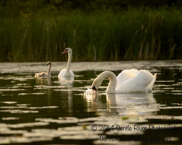 rmfleming's tweet image. Swans only have one left...