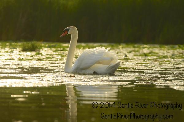 rmfleming's tweet image. Swans only have one left...