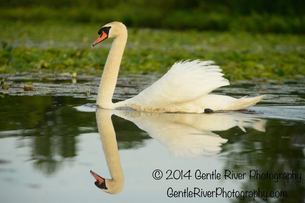 rmfleming's tweet image. Swans only have one left...