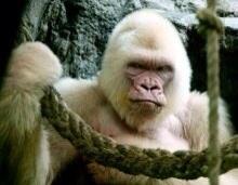 a Yan V Twitter 福岡市動物園 最高でした スペインのバルセロナ動物園に居た 今は亡き白ゴリラのコピートくんの息子 ビンドンくんについに会いに行けました 雨宿りしてたけど見事なシルバーバック 背中毛 すぎて感動の嵐 今日も良いライヴできそうです