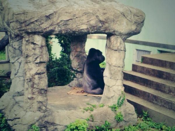 a Yan V Twitter 福岡市動物園 最高でした スペインのバルセロナ動物園に居た 今は亡き白ゴリラのコピートくんの息子 ビンドンくんについに会いに行けました 雨宿りしてたけど見事なシルバーバック 背中毛 すぎて感動の嵐 今日も良いライヴできそうです