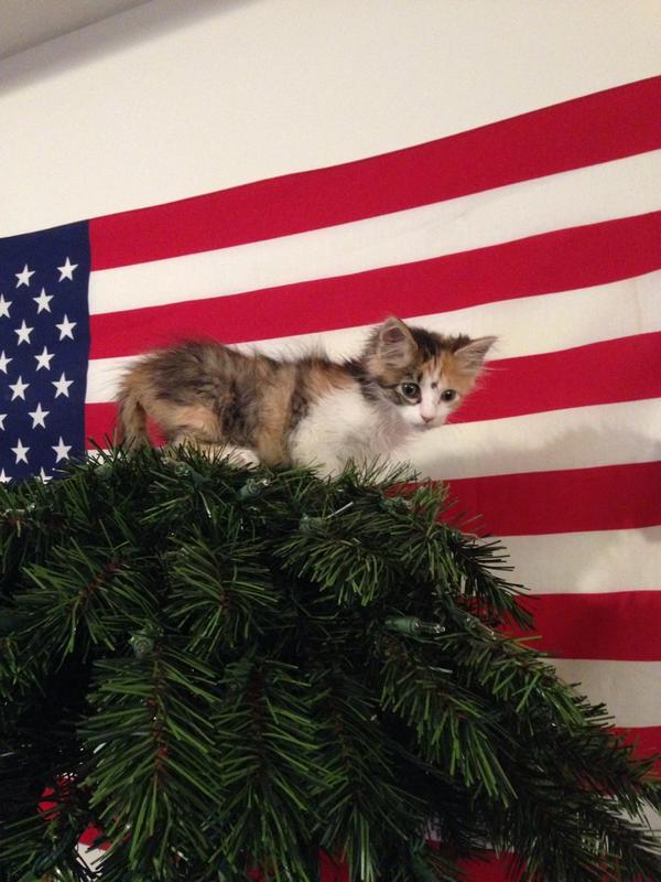 turner_obrian92's tweet photo. #mericat http://t.co/rVNI5inuKB