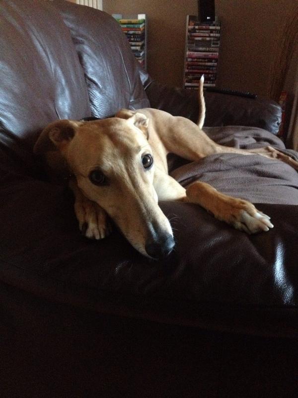 JTHaywardd's tweet photo. @GoggleboxBuster My dog and Buster look alike http://t.co/vtCcNgIswl