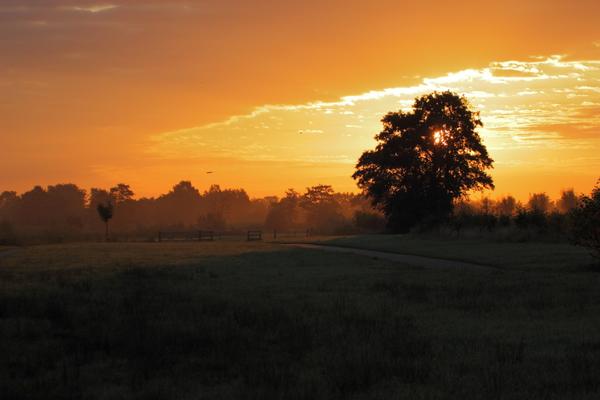 FritsvanLaar's tweet photo. Vanochtend vroeg in #DeSchammer....@UtrLandschap http://t.co/Gr4ZH91j57