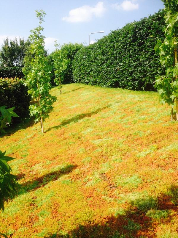 comfortuin's tweet photo. Onderhoudsarm taludje maar toch een prachtige 'groene' aanblik?? Sedummatten van #comfortuin #vakwerk http://t.co/HYllBODLln