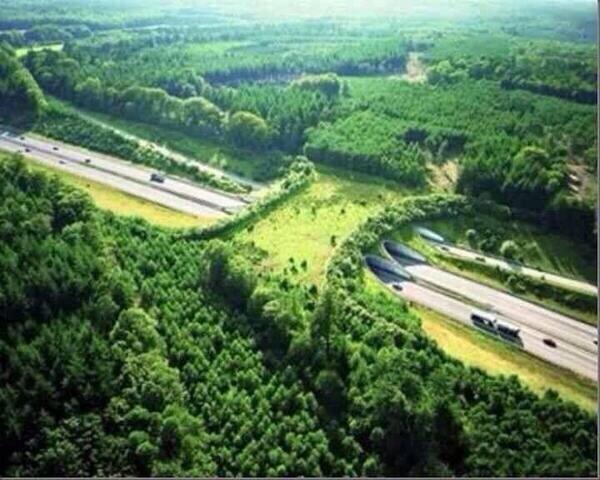 _Paisajes_'s tweet photo. En Holanda construyen puentes para los animales. Una gran idea! http://t.co/CgASTnN68W
