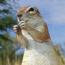 FlashakMC's tweet image. Читал кто-нибудь турбосуслика? protokoly.ru/turbo-suslik--…