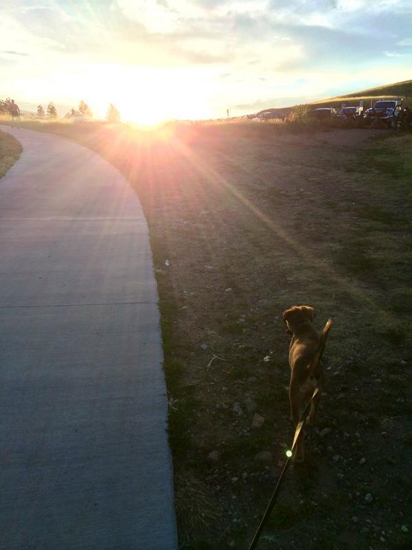 2sdaysWithRowdy's tweet photo. Sometimes you have to blaze your own trail #rufflife #PawesomeAdvise http://t.co/HgZAXWNVOF