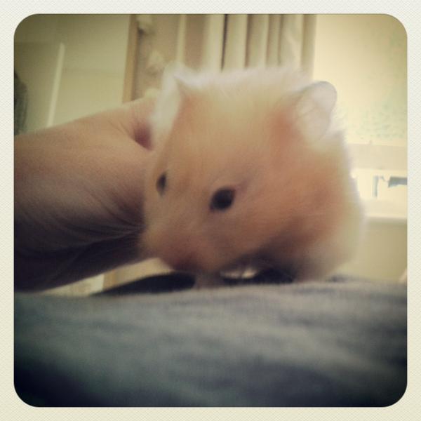 HamsterMiffy's tweet photo. Morning. http://t.co/neChCLJIKT