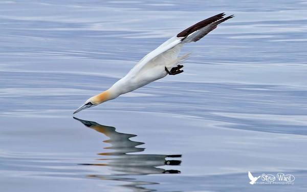 Seasaver tweet picture