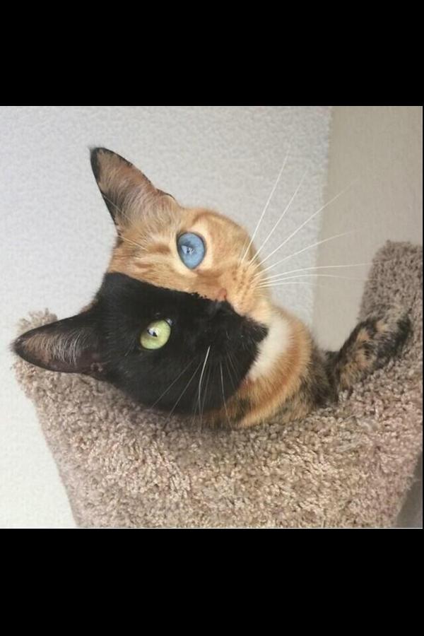 donbrahh's tweet photo. Not sure if cat or @elissanichole. That cat has the hair over eye down way better than you http://t.co/9KqFEDWBeF