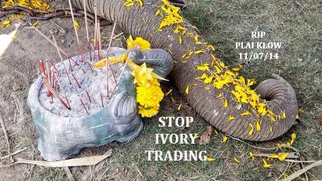 BelyndaZ's tweet image. Stop the ivory trade #poaching #thaigov #elephantstay