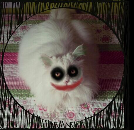 MPalaguer's tweet photo. Joker+cat http://t.co/YwgnHIiwvN
