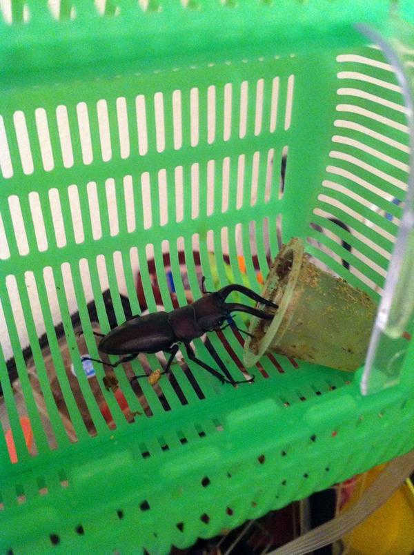 Go 今日 息子が学校帰りに捕まえてきた ノコギリクワガタのオス 家の前で蜘蛛の巣に引っかかっていた らしい 自分が捕まえた奴よりデカくて堂々としてる Http T Co Euqz9yhbnq