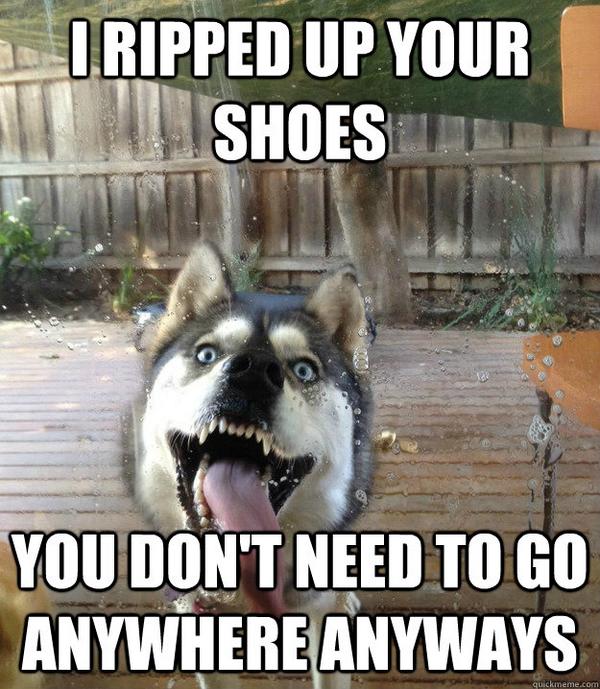 AvaTheBeagle's tweet photo. Better get my good side @JasonPerelson or the shoes get it... @BarkPost #BarkCam or not... I'll go Dogfather on you http://t.co/AdsWBGwZ3F