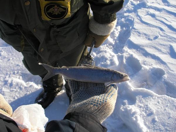 Ловля ряпушки в России fishers.spb.ru/publ/info/lovl…