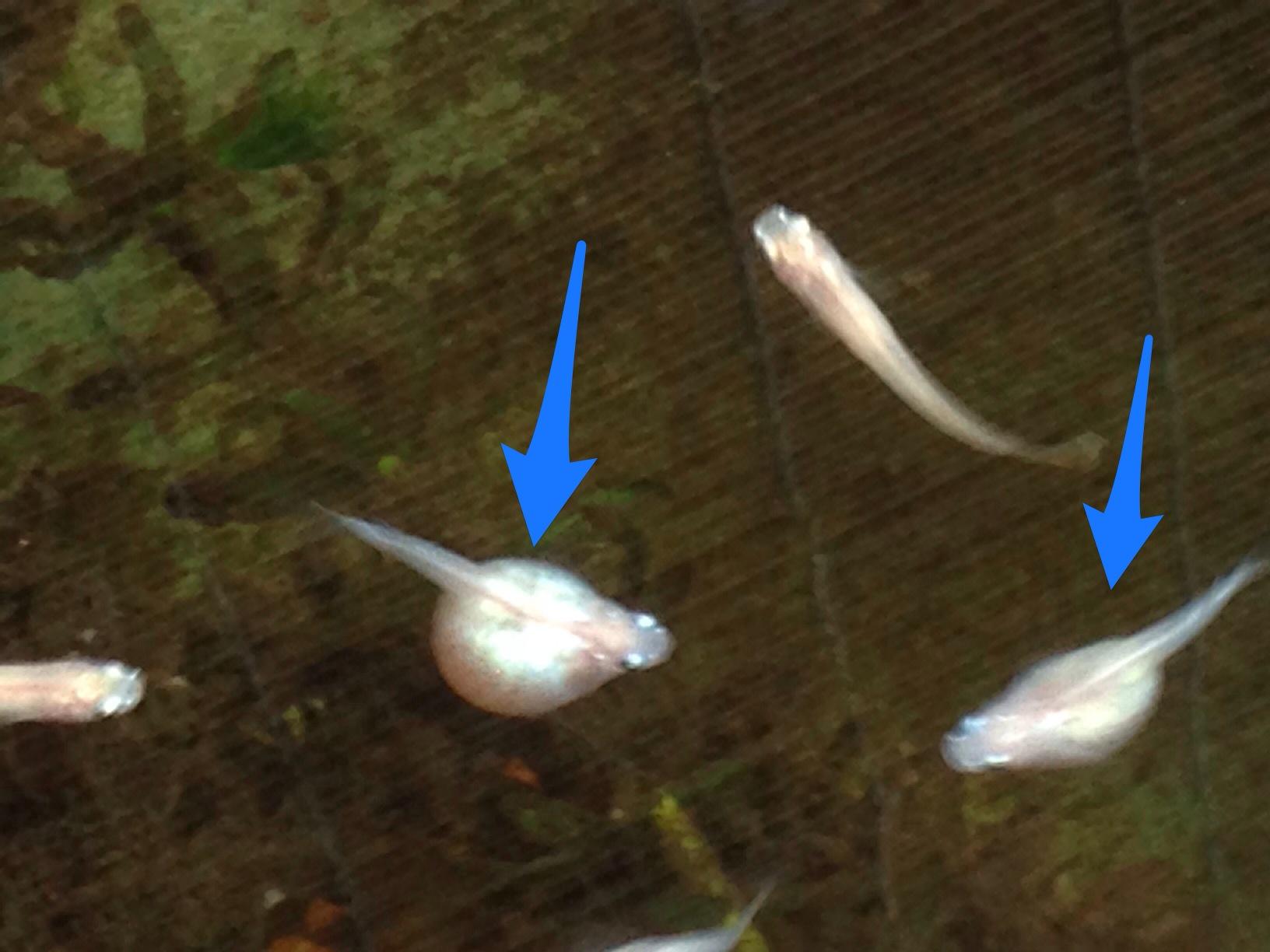 サカトリ ウチのメダカさんたち たくさんいる中に数匹ほど お腹の大きなメダカさんがいます 最初は産卵前かな と思っていたんですが どうやらダルマメダカという種類らしい Http T Co Yd1xllzcyu