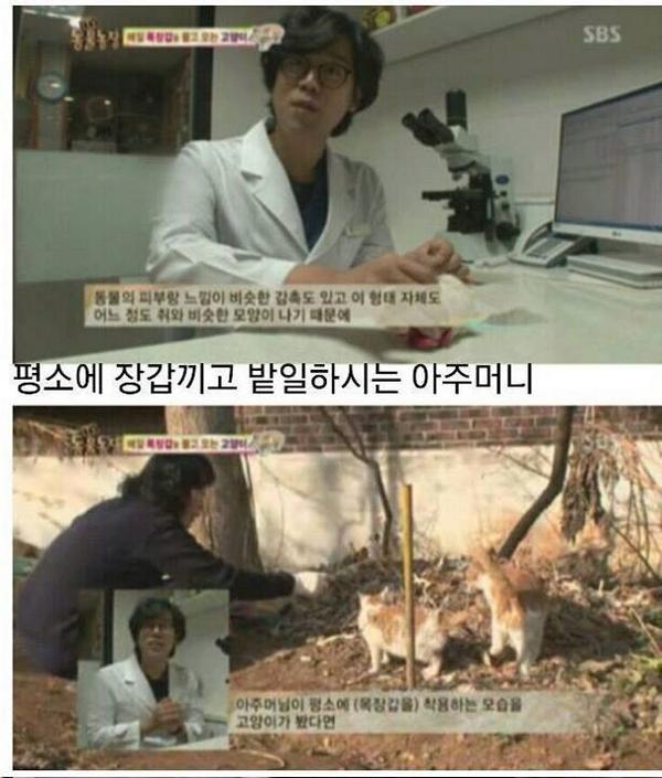 ibangincurry's tweet photo. 할머니가 동네 길고양이에게 밥을 챙겨줬더니 보답으로 죽은 새랑 쥐를 물어옴. 할머니 기겁하시고 쥐랑 새랑 내동댕이 침. 이때부터 할머니 선물을 고민하던 고양이가 할머니가 항상 장갑을 낀다는 사실을 발견 http://t.co/8x0qdqGmvZ