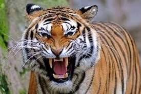 vizinhell's tweet image. I like tiger