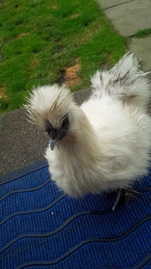 itzSteef's tweet image. "@aaronlawd: This is jimmy he is my pet chicken http://t.co/Wp0ha6nCV7" pet chickens are OP