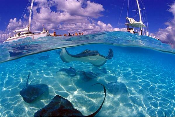 _Paisajes_'s tweet photo. Stingray City, Islas Gran Caiman. http://t.co/2kOqt5XW5X