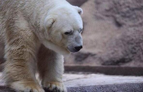 nicholasmegalis's tweet photo. Please, please RT this petition to give Arturo the polar bear a chance at life. http://t.co/b4K21if8f1 #SaveArturo http://t.co/qU1bpKN4Ui