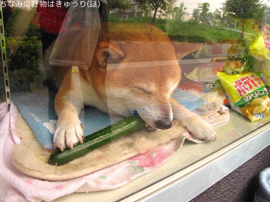 たると タバコ屋ではたらく犬が超可愛いｗｗ Naver まとめ Http T Co Ojq1npstaf Http T Co Aundos2hn8 Twitter