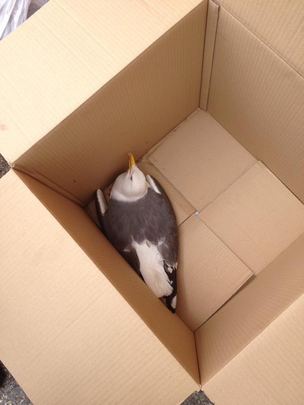 Packability's tweet image. We found a sick seagull outside our building, we put him in a box and contacted the @RSPCA_official to collect him