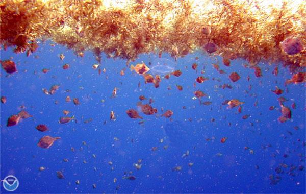 oceanexplorer's tweet image. Do you know what Sargassum is &amp;amp; the role it plays as habitat for ocean critters? The facts: go.usa.gov/53PY