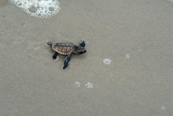 oceana's tweet image. #Ocean News: New maps reveal extent of ocean plastic, Florida Keys launch #turtle cam. ow.ly/zehOn