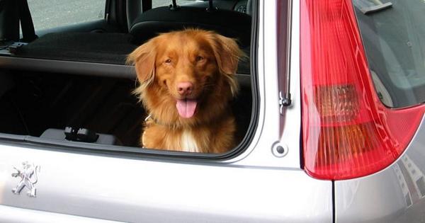 Dierbescherming's tweet image. Liever een keer teveel, dan dat het misgaat: Warmtetips voor je huisdier bit.ly/1uIVunY.