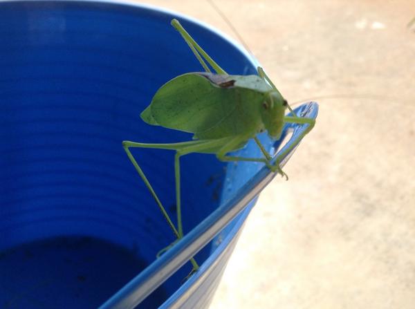 kkalyynn's tweet image. I saved a grasshopper. #I'llRegretThisLater #IrrelevantHashtags #HowAboutNo #OMG #GoAway #MyMom