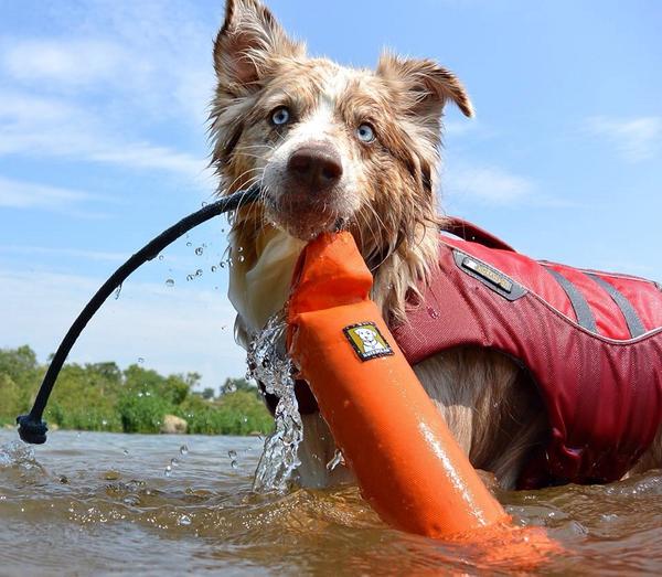 SUPwithPUP's tweet photo. Ruffwear Ambassador Riley! #ruffwear http://t.co/WkWzujR2v6