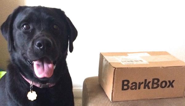 PrairieTrail's tweet photo. Steele patiently awaits her BarkBox, one of the cool prizes for the Doggie Photo Contest. http://t.co/MEuuPolgQe http://t.co/HypY5U06fW