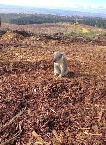 DudeInABearSuit's tweet photo. The real reason the rainforest is disappearing. http://t.co/jm2DTqXnLn