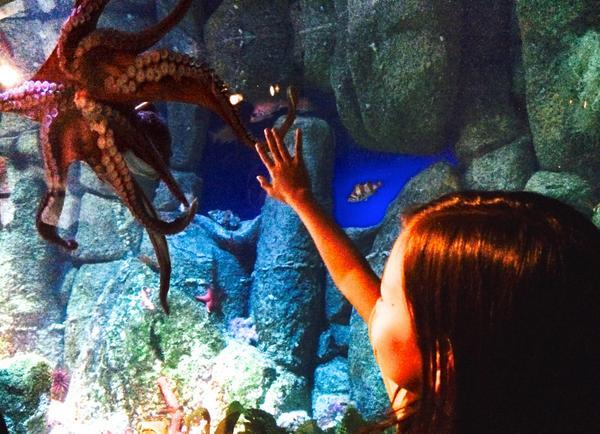 MontereyAq's tweet photo. Love! MT @Galler_io: Tentacular contact with suckered denizens of the deep at @MontereyAq #MBAtentacles http://t.co/2hyc9RAsYk
